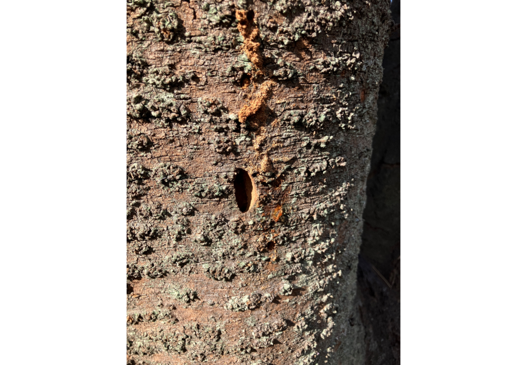 TRACY.FUNGUS 完売間近！！ FUNGUS 完売間近！！ 【公式通販】